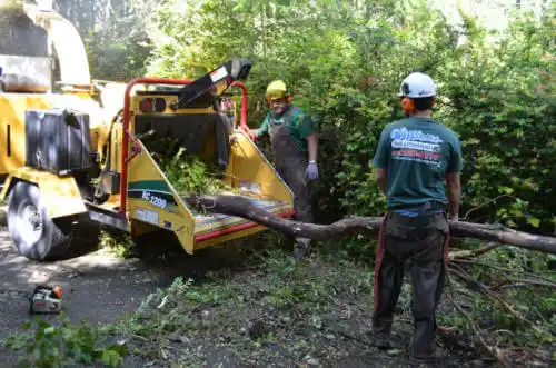 tree services Paradise Valley